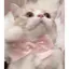 さくらのプロフィール画像