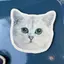 苺のプロフィール画像