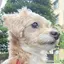 ちゃーのプロフィール画像