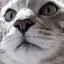 おにゃんこぽんのプロフィール画像