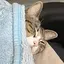 はちのプロフィール画像