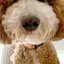 SHIHOのプロフィール画像
