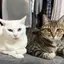 しょこみのプロフィール画像
