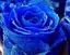 blueroseのプロフィール画像