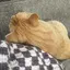 とぴのプロフィール画像