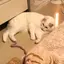 おもちのプロフィール画像