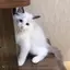 ななのプロフィール画像