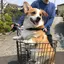 りのプロフィール画像