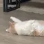 うさのプロフィール画像
