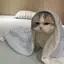 ぬのプロフィール画像