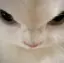 ぽのプロフィール画像