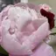 菜のプロフィール画像