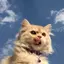 あゆみのプロフィール画像
