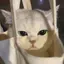 ねっこのプロフィール画像