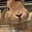 morisonのプロフィール画像