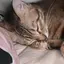 めふのプロフィール画像