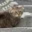 らっこのプロフィール画像