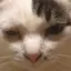 びびのプロフィール画像