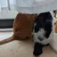 にゃんころ餅のプロフィール画像