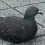 りおのプロフィール画像