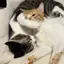 愛猫家のプロフィール画像