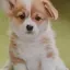 harumiのプロフィール画像