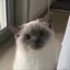 リンのプロフィール画像