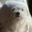もぐいぬのプロフィール画像