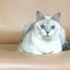 はのプロフィール画像