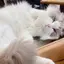 ゆりあのプロフィール画像