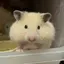 みじんこのプロフィール画像