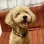 舞のプロフィール画像