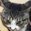 うゆのプロフィール画像