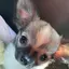 moyuのプロフィール画像