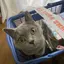 りっちゃんのプロフィール画像