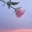 Eriのプロフィール画像
