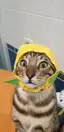 Lisaのプロフィール画像
