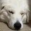 夏月のプロフィール画像
