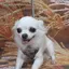 にこるんりんのプロフィール画像