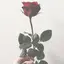 はるかのプロフィール画像
