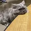 halのプロフィール画像