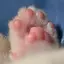もちもちのプロフィール画像
