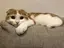 yのプロフィール画像