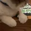 sのプロフィール画像