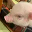 ななのプロフィール画像