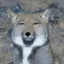 もちこのプロフィール画像
