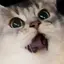 Tomのプロフィール画像