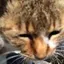 めぐみのプロフィール画像