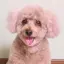 あやねのプロフィール画像