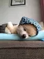 師月のプロフィール画像